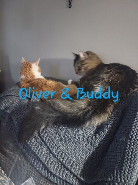 A group of cats lying on a blanketDescription automatically generated with low confidence